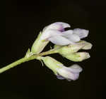 Englemann's milkvetch